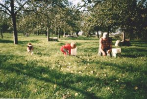 Collecting apples in the orchard