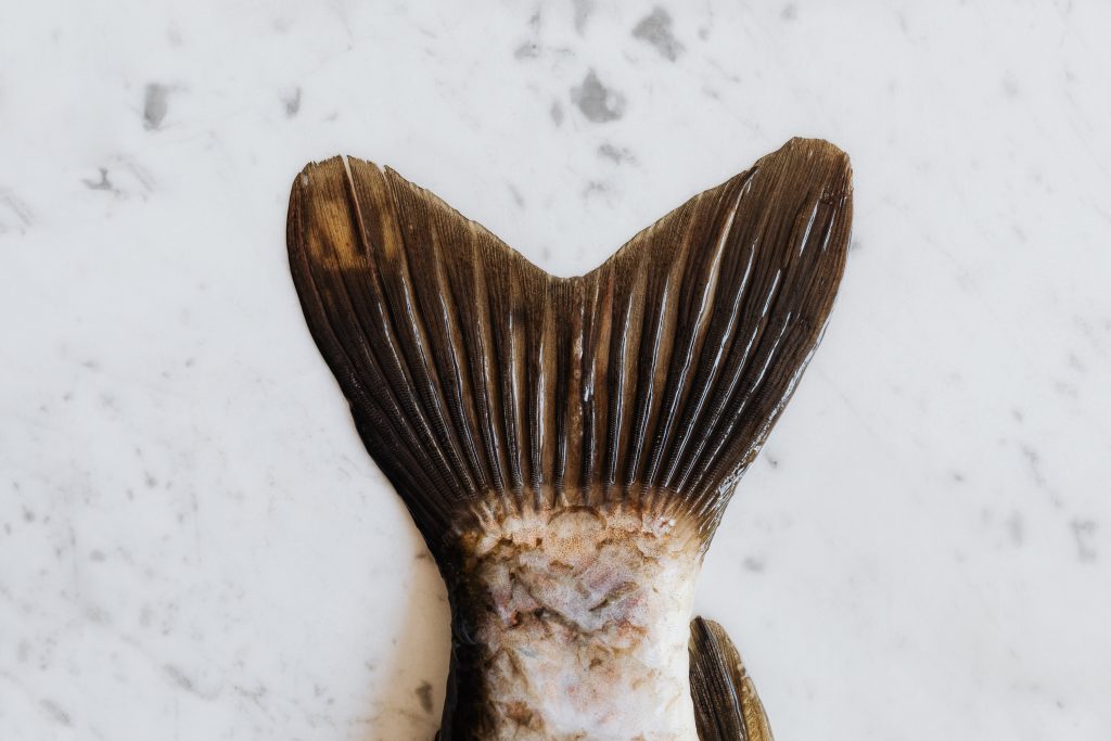 Tail of fresh Carp fish (Image courtesy of Karolina Grabowska)