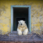 dmitry kokh polar bear